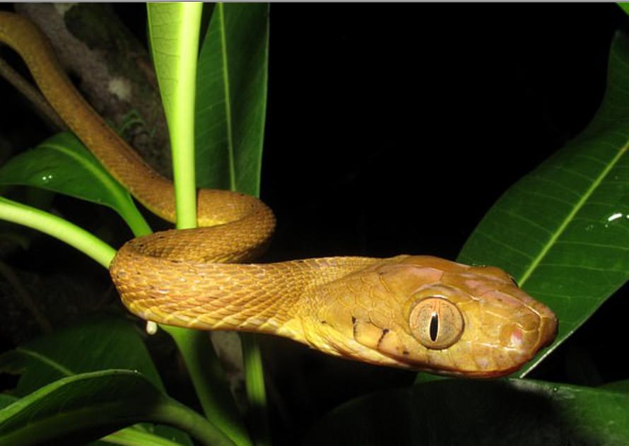 Хитрые змеи придумали, как использовать свои тела в качестве лассо, чтобы взбираться на столбы, разработанные для защиты гнезд птиц
