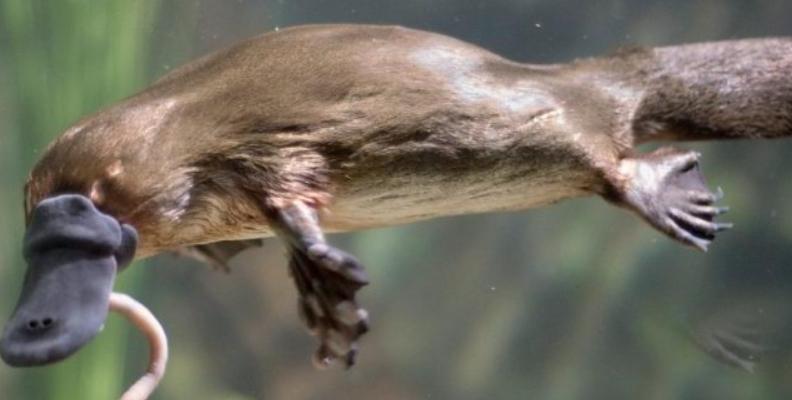 Биологи выяснили, что утконос имеет гены птиц, рептилий и млекопитающих одновременно