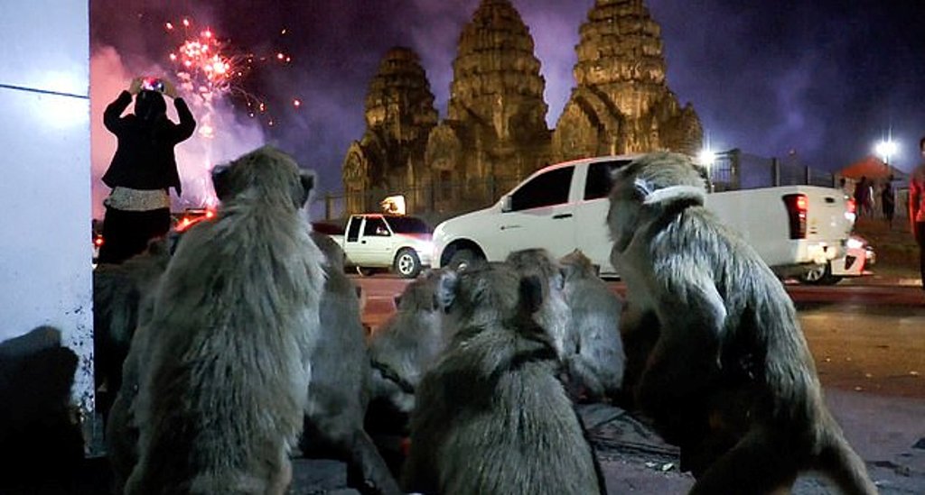 У нас салюта боятся собаки, в Таиланде – обезьяны: видео бегства от фейерверков целой армии приматов
