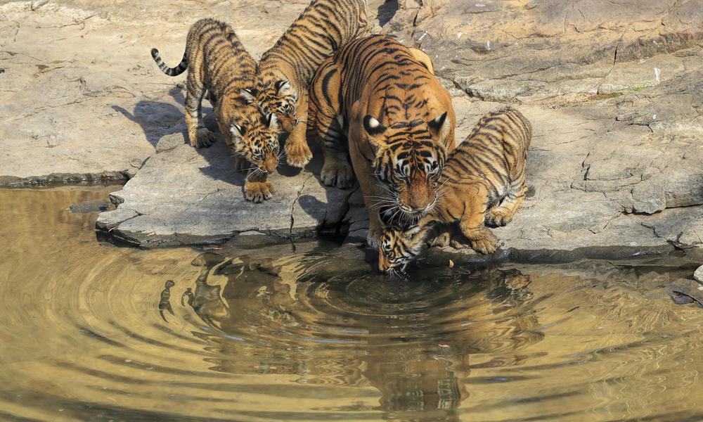Тигров постепенно становится больше: промежуточные результаты программы Всемирного фонда дикой природы