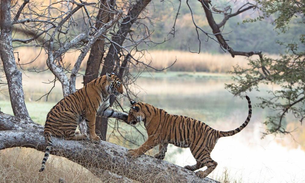 Тигров постепенно становится больше: промежуточные результаты программы Всемирного фонда дикой природы