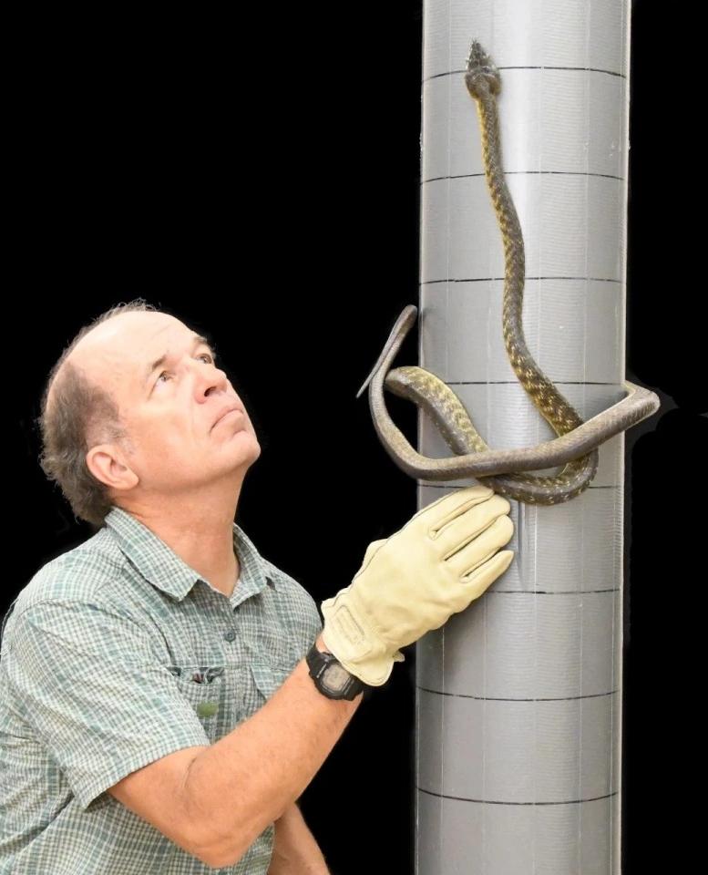 Ученые обнаружили новый способ передвижения змей - "лассо"