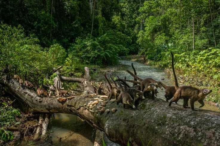 Отсутствие туристов отрицательно сказалось на пышном рае Коста-Рики – полуострове Оса: животные могут погибнуть