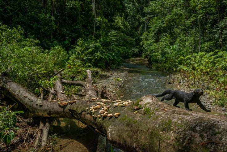 Отсутствие туристов отрицательно сказалось на пышном рае Коста-Рики – полуострове Оса: животные могут погибнуть