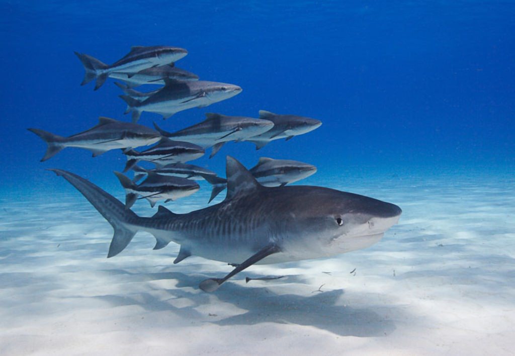 Потепление океанов становится причиной того, что детеныши акул рождаются меньших размеров, недоедающими и истощенными