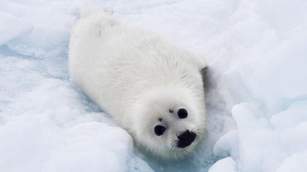Увидеть новорожденных гренландских тюленей можно зимой на островах Мадлен в Канаде (видео)