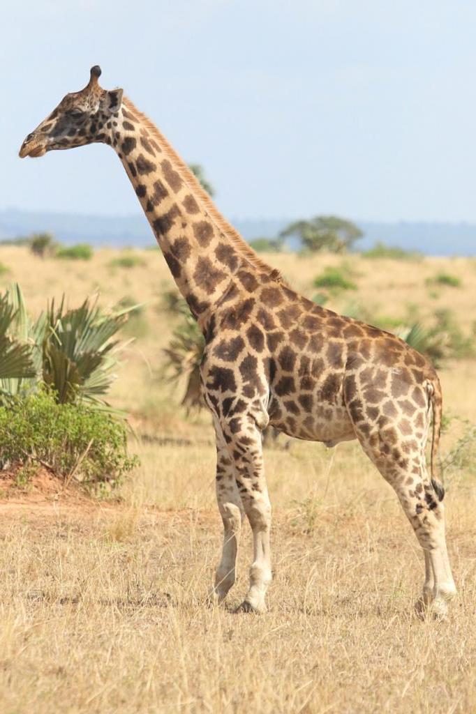 Карликовые жирафы были замечены в Уганде и Намибии