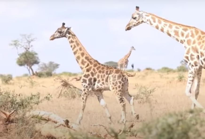 Карликовые жирафы были замечены в Уганде и Намибии