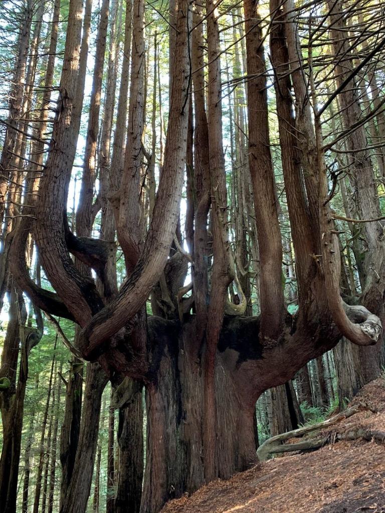 Роща красных канделябров: в Северной Калифорнии находится лес из причудливых секвой