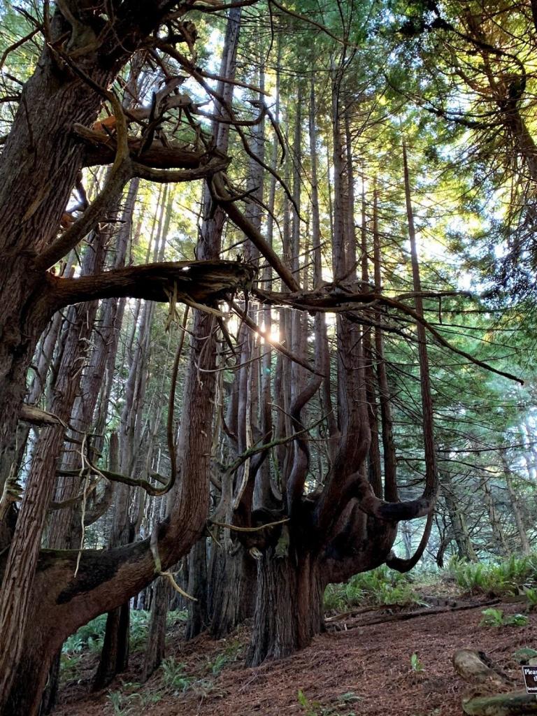 Роща красных канделябров: в Северной Калифорнии находится лес из причудливых секвой