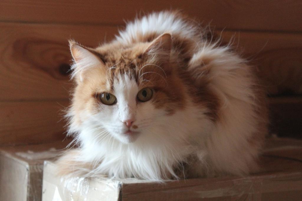 Почему кошку называют кошкой и как ее называли на Руси раньше