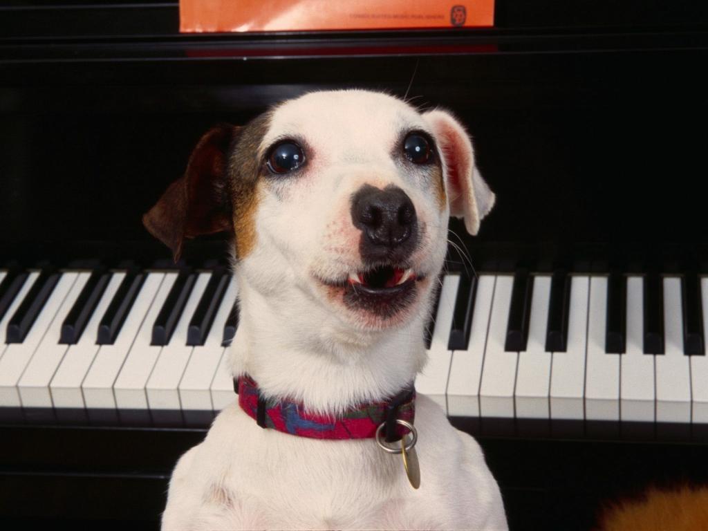 Связь с предками. Почему собаки воют под музыку и есть ли у них слух (плюс видео поющего песика)