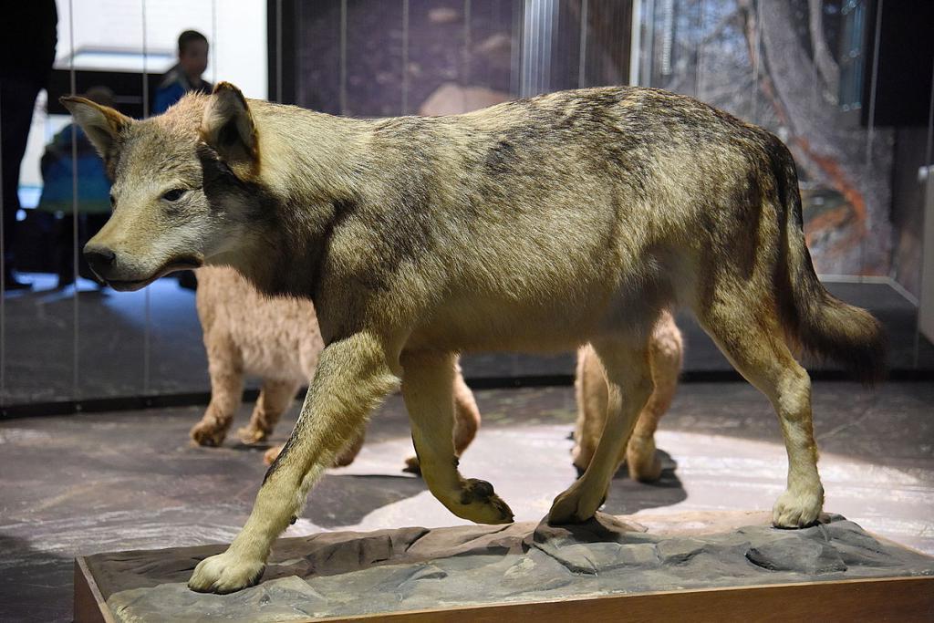 Ужасные волки никогда не скрещивались с серыми волками, что и привело к их вымиранию, предполагают ученые