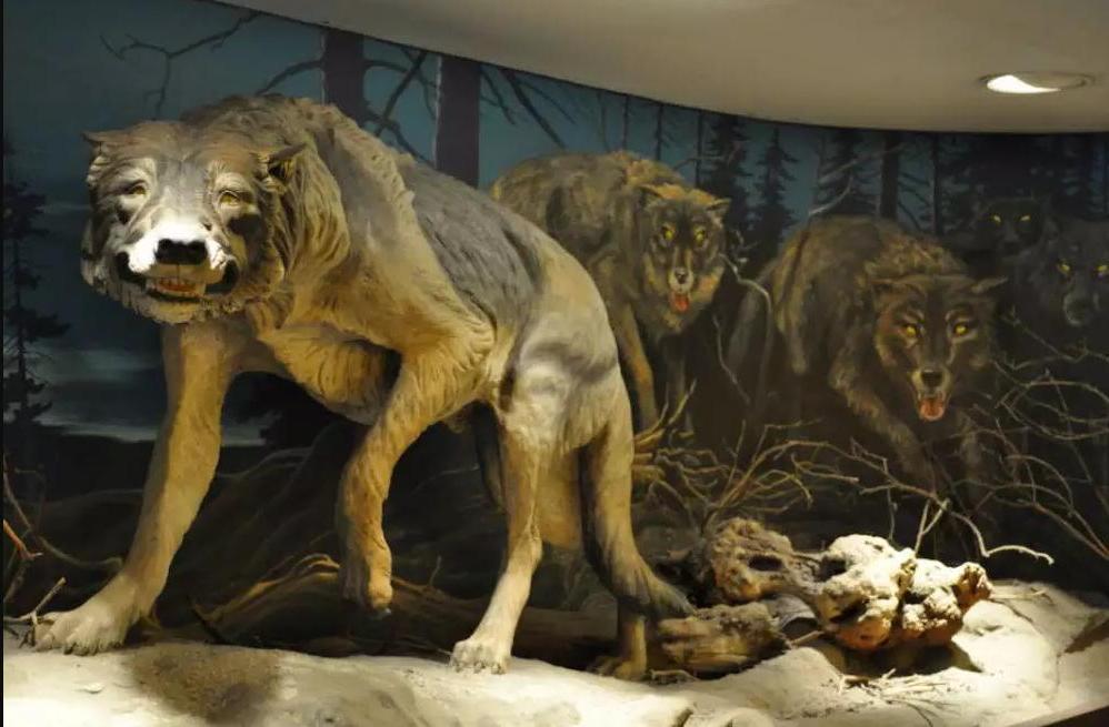 Ужасные волки никогда не скрещивались с серыми волками, что и привело к их вымиранию, предполагают ученые