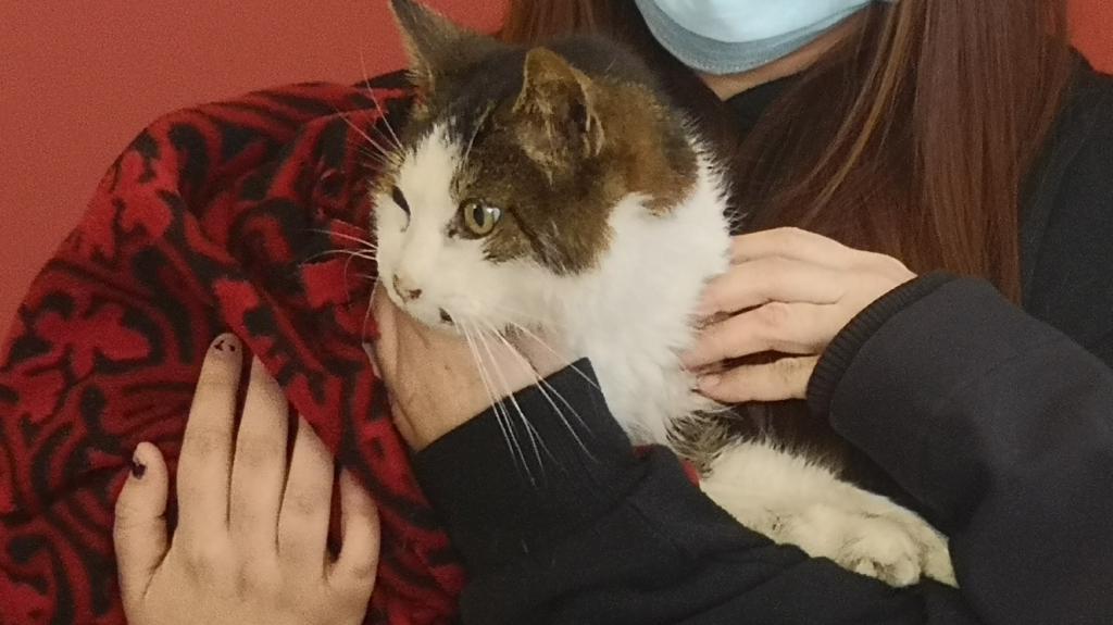 Чудесное возвращение: кошка Каддли воссоединилась с семьей спустя 10 лет