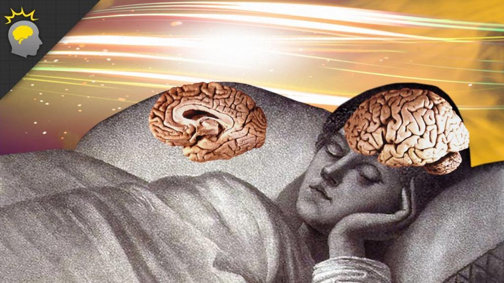 Что появилось раньше - сон или мозг? Ученые обнаружили существ, засыпающих, несмотря на отсутствие мозга