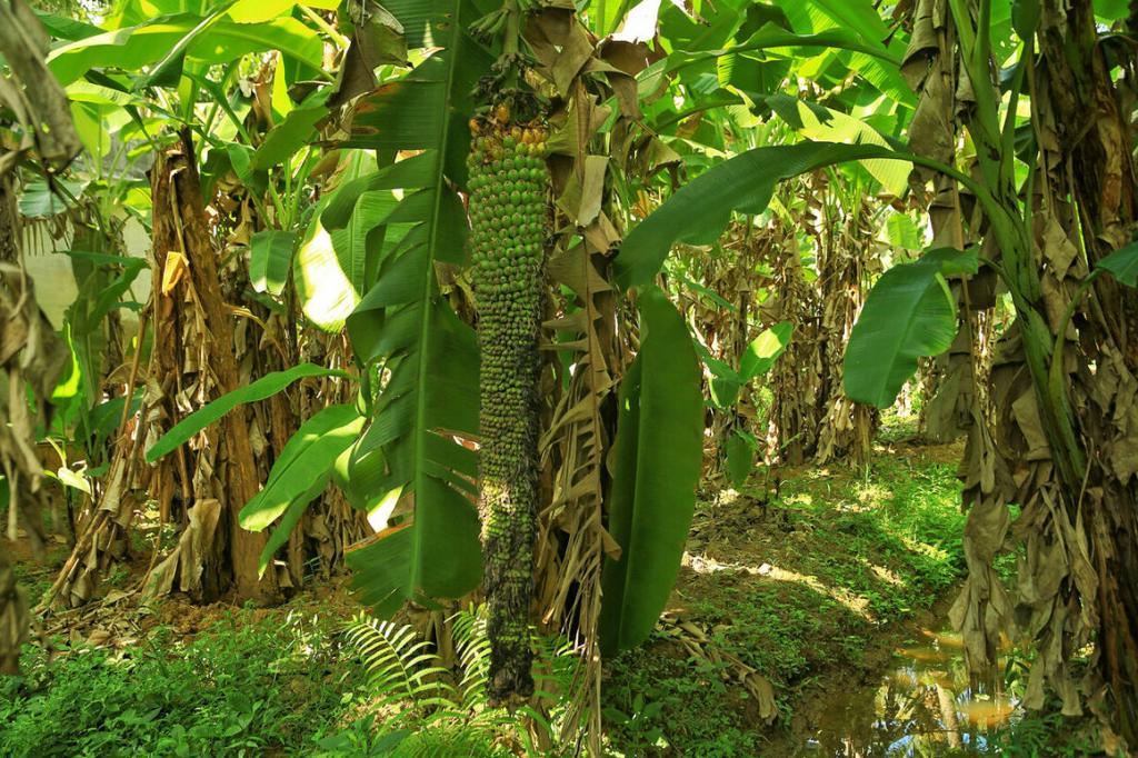 Уже 30 лет индиец выращивает на заднем дворе бананы. В его коллекции уже 430 сортов всех мыслимых форм, размеров и оттенков