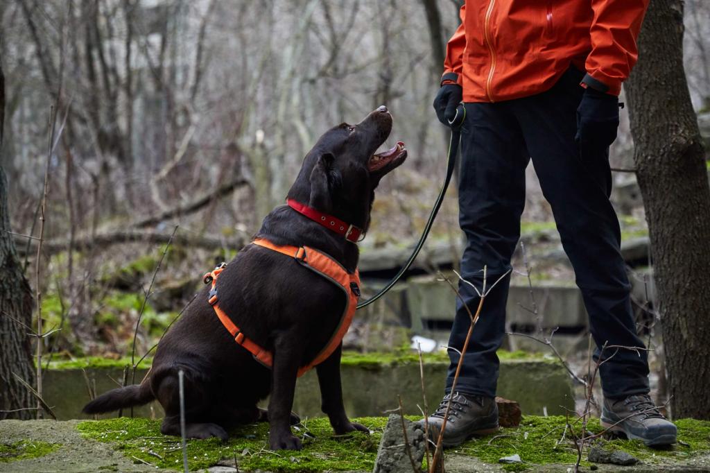 Биологи из Монтаны привлекли собак для спасения дикой природы. Натренированные псы способны учуять запах личинок размером с амебу, найти следы гризли и даже исчезающие виды цветов
