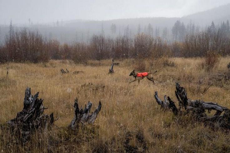 Биологи из Монтаны привлекли собак для спасения дикой природы. Натренированные псы способны учуять запах личинок размером с амебу, найти следы гризли и даже исчезающие виды цветов