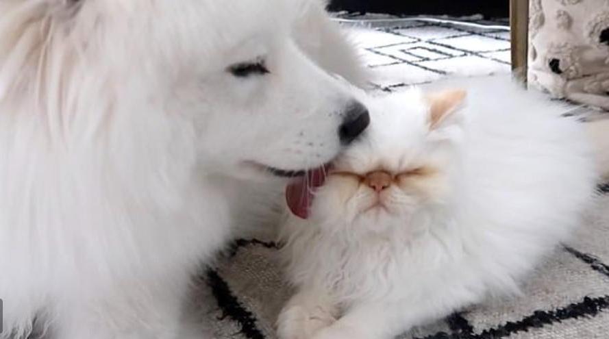 Странная парочка: улыбчивый самоед завел дружбу с вечно недовольным котом (животные произвели фурор в Instagram)