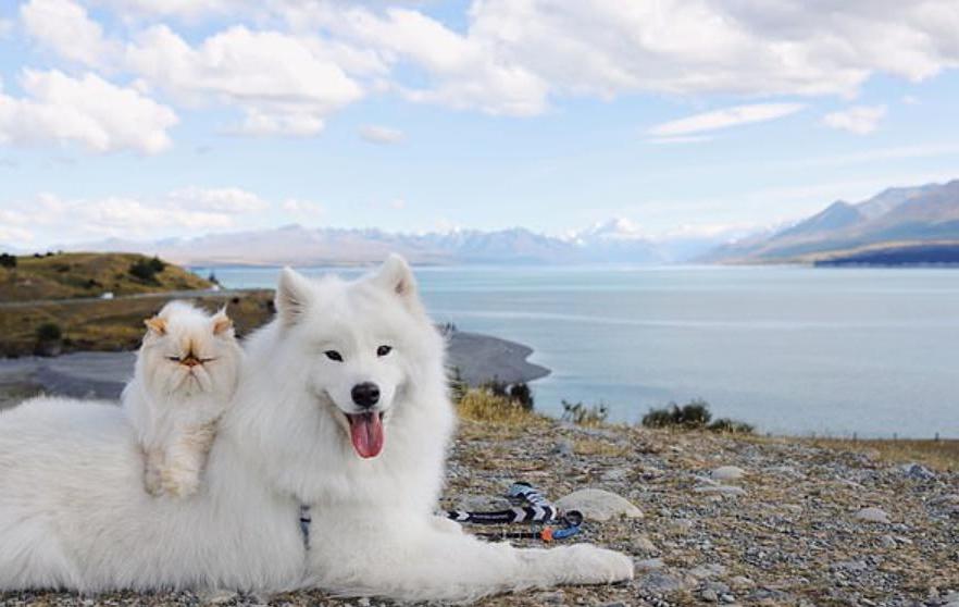 Странная парочка: улыбчивый самоед завел дружбу с вечно недовольным котом (животные произвели фурор в Instagram)