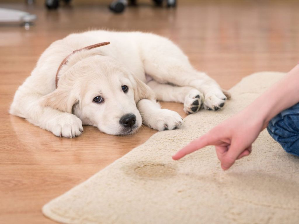 Попрошайничество, собирательство и другие вредные привычки собак: зоопсихолог рассказала, как избавить от них питомца