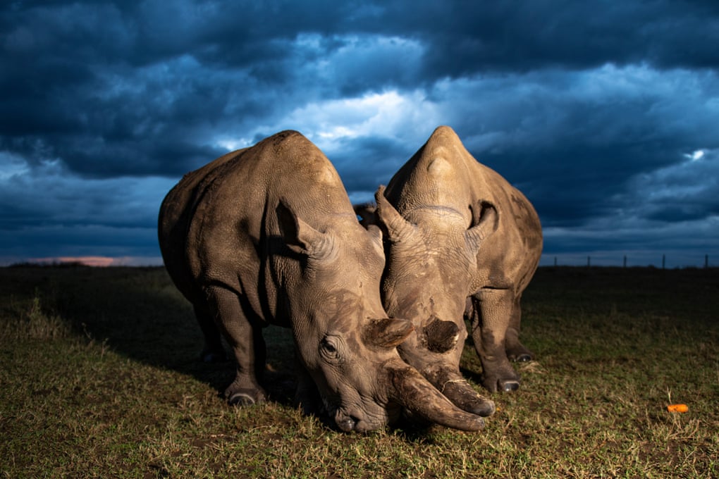 Носороги из пробирки: ученые надеются, что стволовые клетки помогут спасти северных белых носорогов от полного исчезновения
