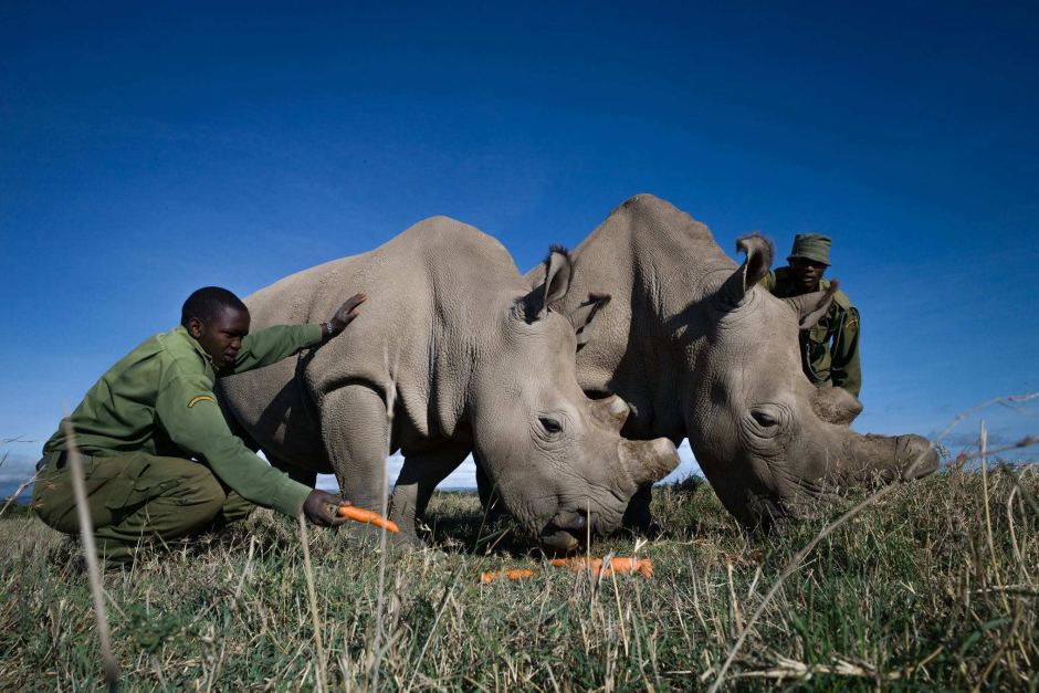 Носороги из пробирки: ученые надеются, что стволовые клетки помогут спасти северных белых носорогов от полного исчезновения
