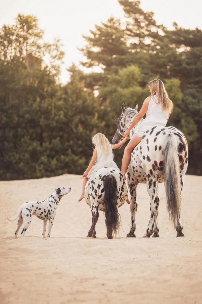 Лошадь, пони и собака одинакового окраса стали лучшими друзьями на ферме
