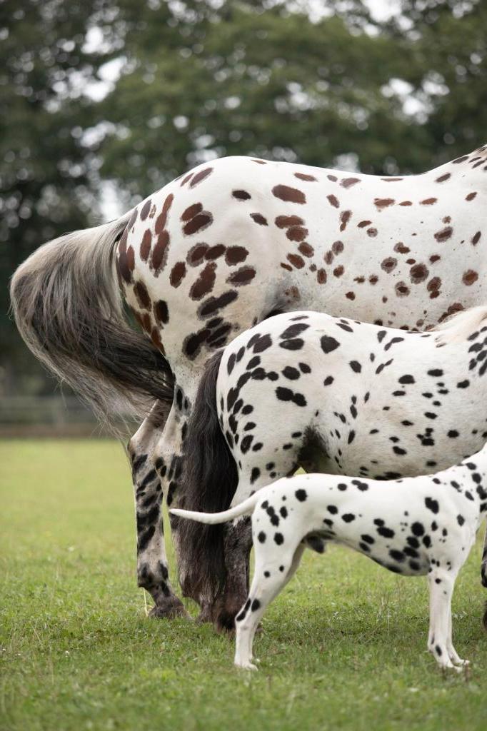 Лошадь, пони и собака одинакового окраса стали лучшими друзьями на ферме