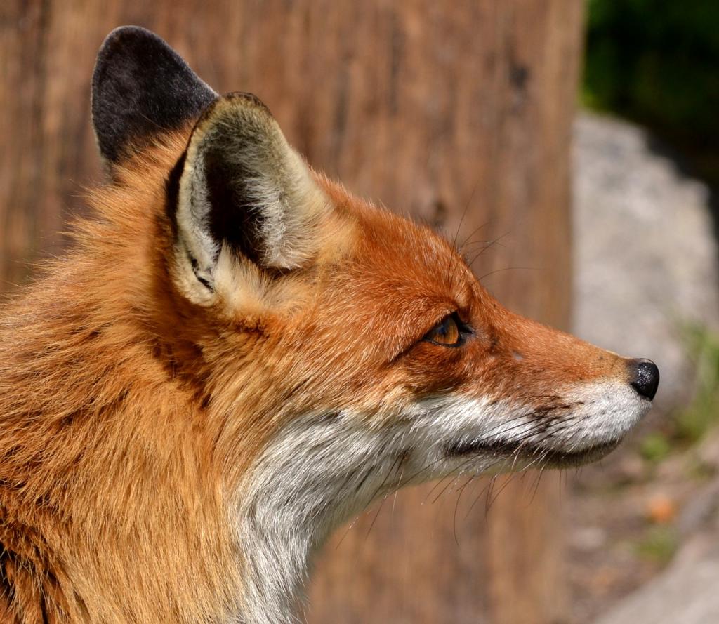 Не ловить и не фотографировать: что делать, встретив дикую лису в городе