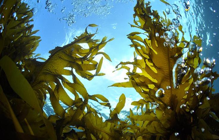 У побережья Уэльса будут созданы фермы морских водорослей, которые позволят выращивать экологически чистые корма, компенсируя выбросы CO₂