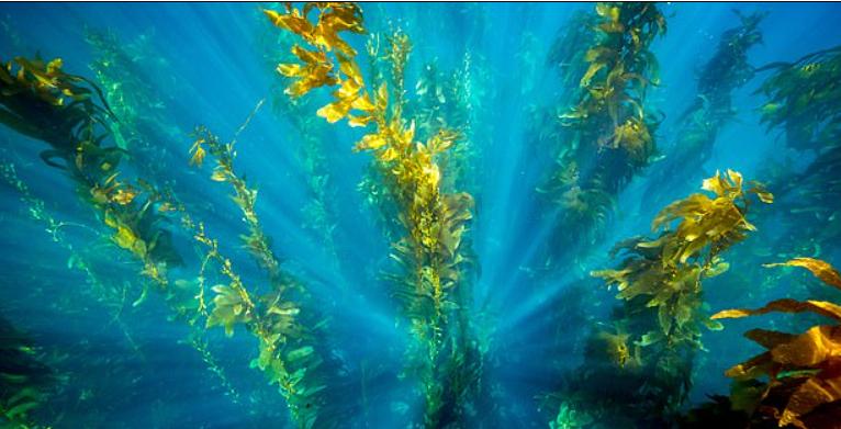 У побережья Уэльса будут созданы фермы морских водорослей, которые позволят выращивать экологически чистые корма, компенсируя выбросы CO₂