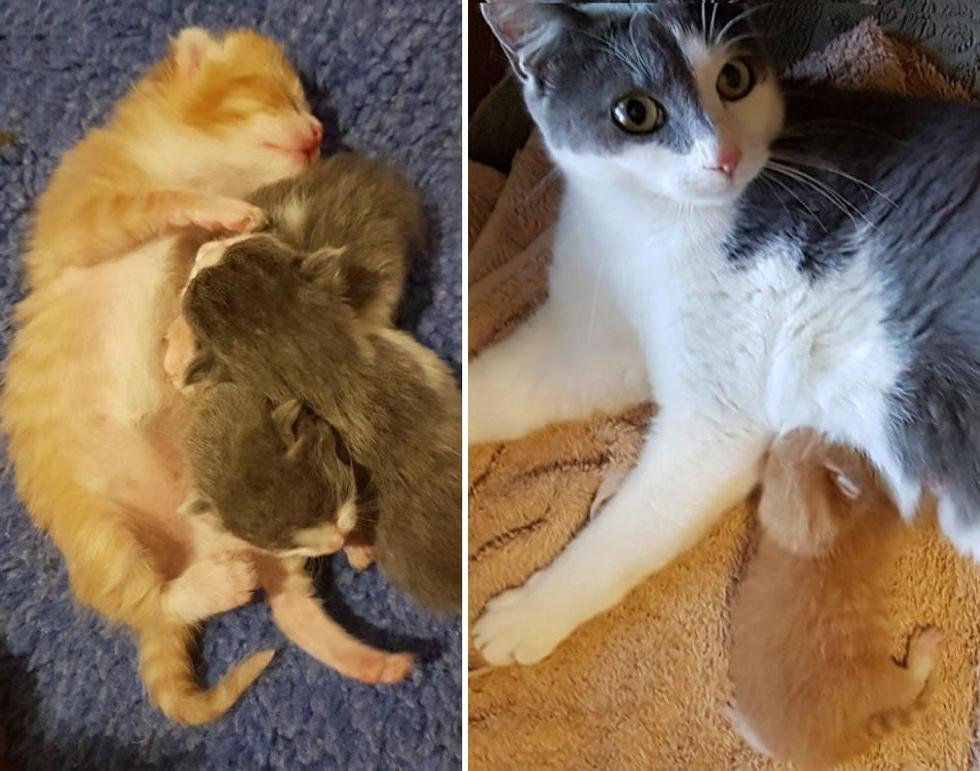 Женщина нашла в саду плачущего рыжего котенка и принесла его к другой кормящей маме