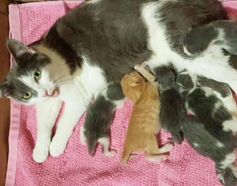 Женщина нашла в саду плачущего рыжего котенка и принесла его к другой кормящей маме