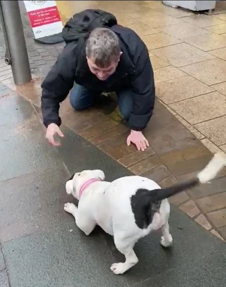 Англичанка, купившая украденную собаку, вернула ее бывшему хозяину