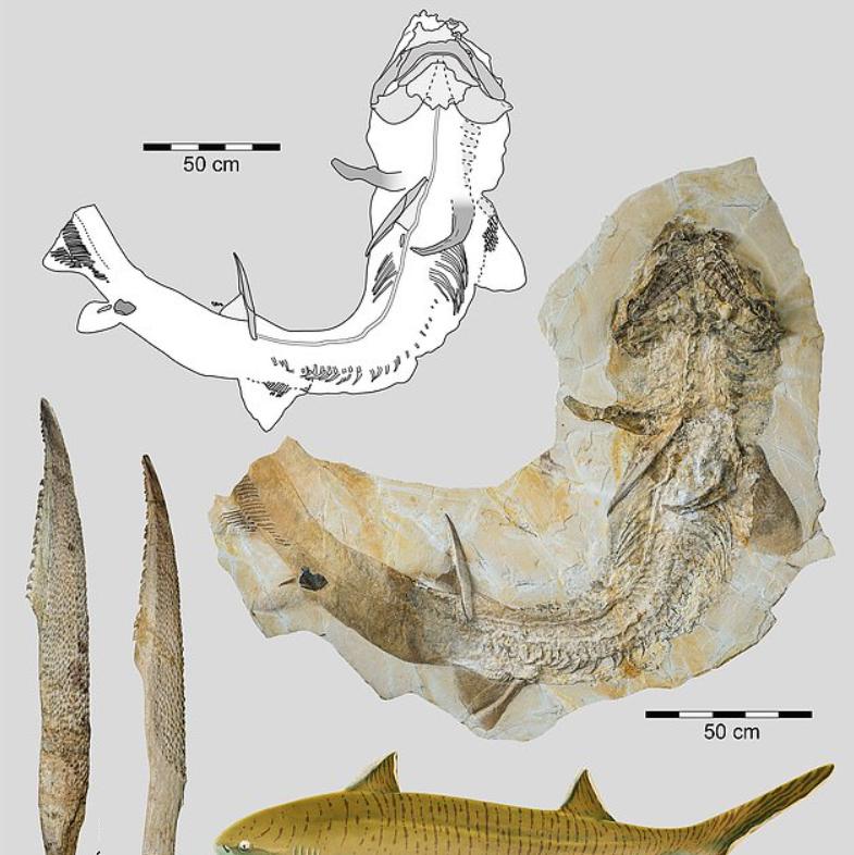 Впечатляющие ископаемые останки акулы, жившей 150 миллионов лет назад, обнаружены в Германии