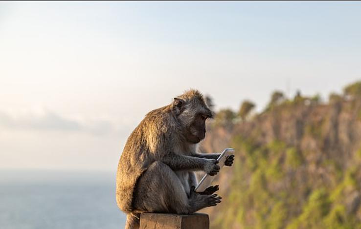 "Экономика джунглей": обезьяны в балийском храме крадут телефоны у туристов и требуют еду, прежде чем отдать их обратно