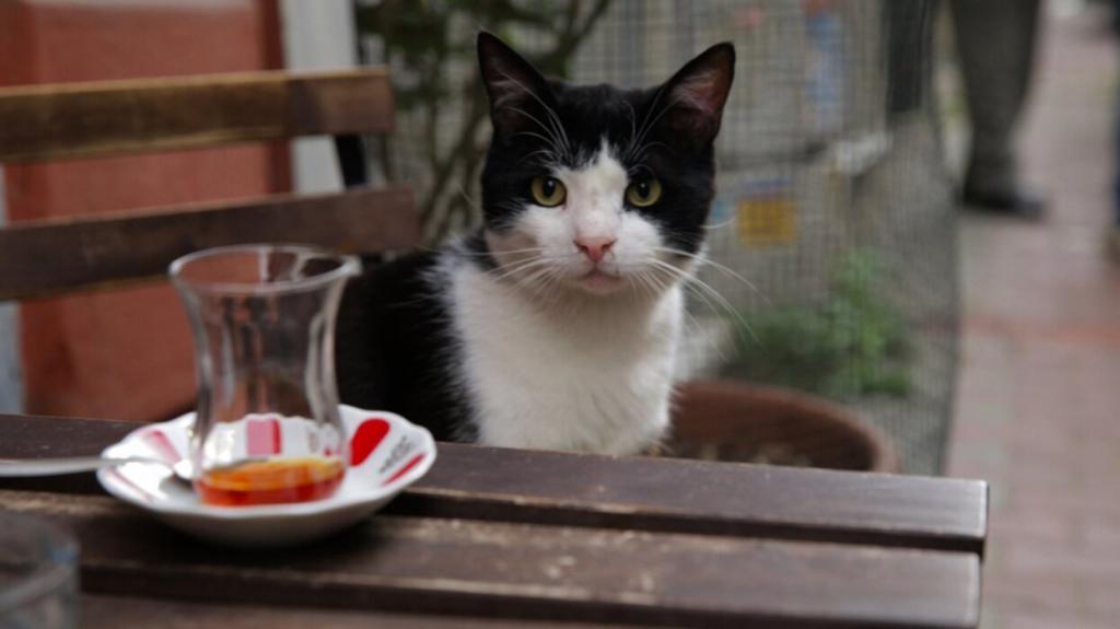 Самсун - турецкий город для бездомных кошек: пушистикам тут очень комфортно