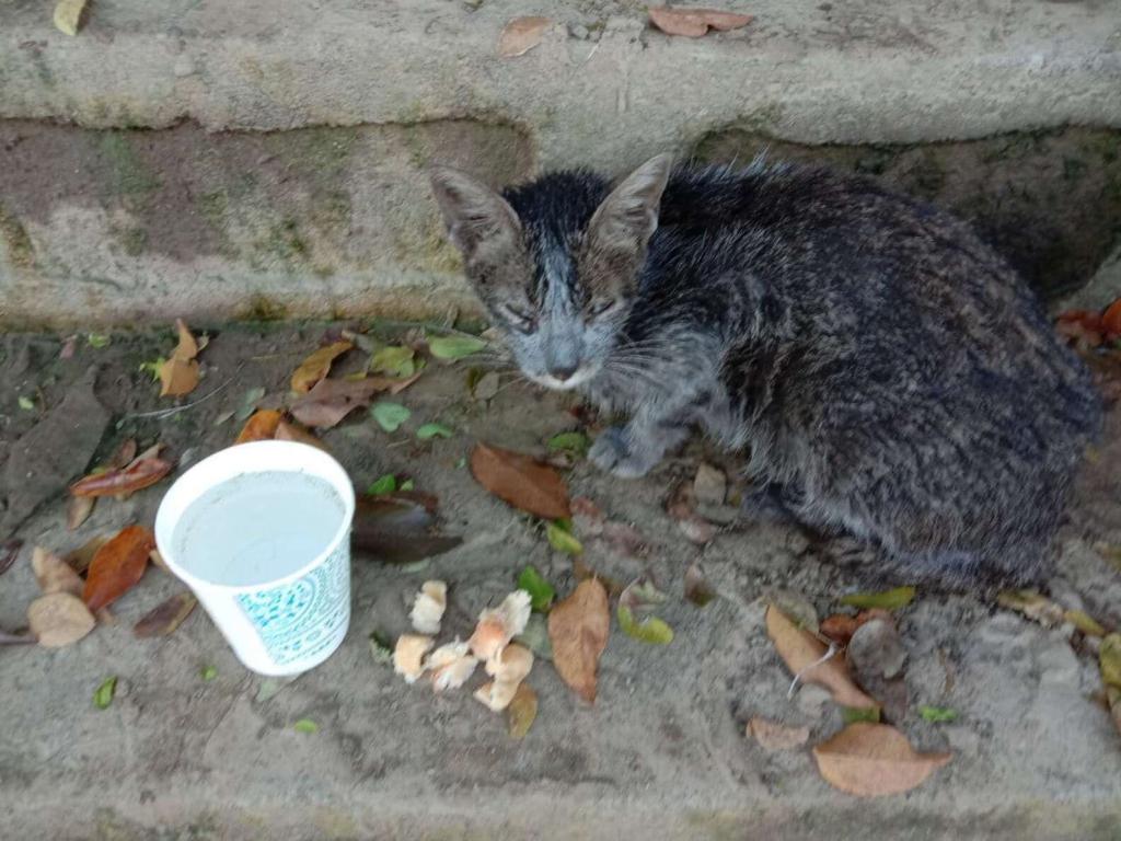 Девушка подобрала на улице бродячую кошку, и спустя месяц ее не узнать: вот что делают с животными любовь и забота
