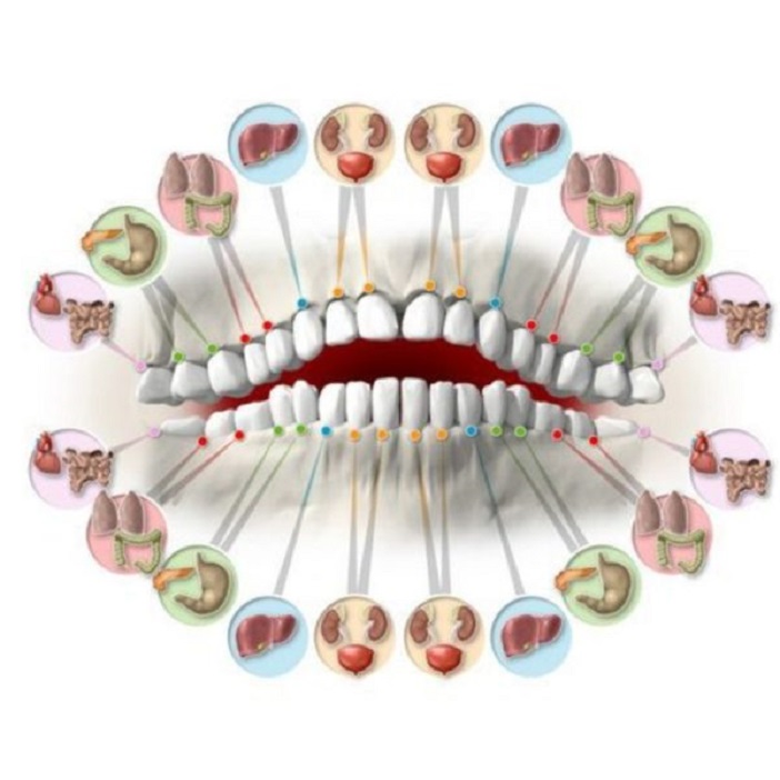 Резцы - сердце, моляры - легие: оказывается, каждый зуб связан с органом в нашем теле