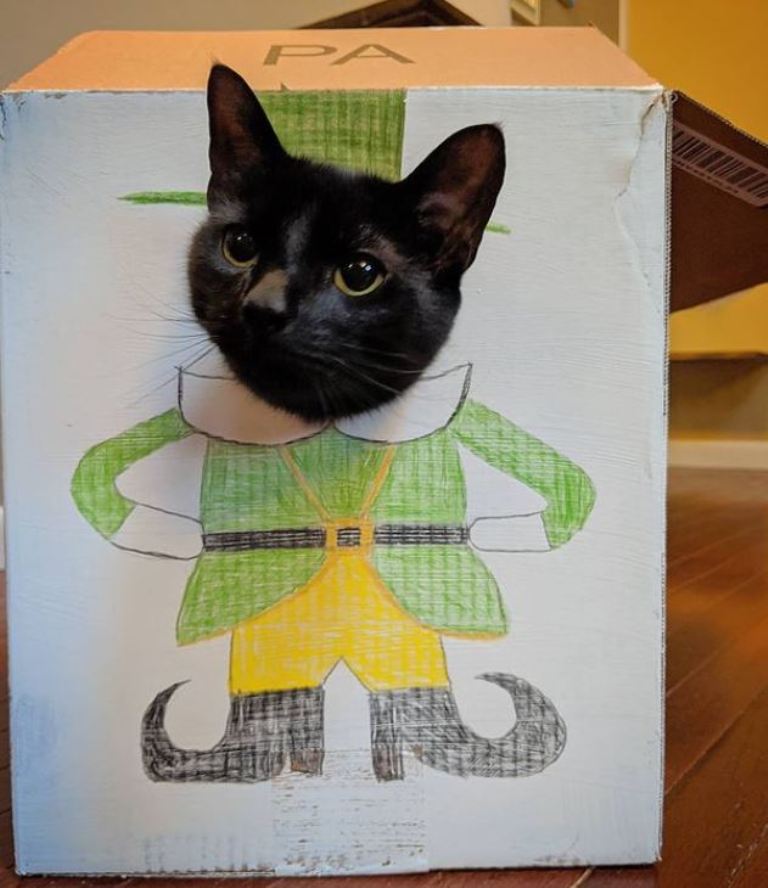Гусеница и танцовщица: хозяин "рисует" своего кота в разных образах