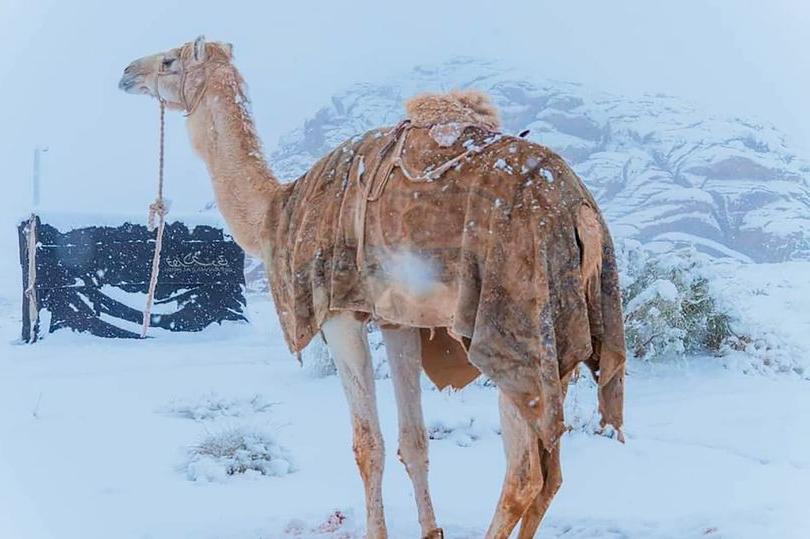 В Сахаре выпал снег и ударил мороз, и эти фото песчано-снежных дюн завораживают