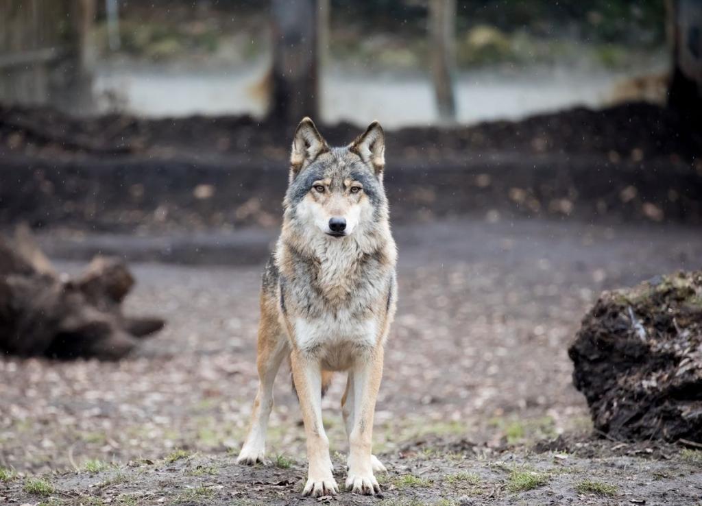 Как волк превратился из хищника в друга человека: новая версия ученых