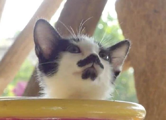 Уличный котенок завоевал популярность в Сети благодаря необычному окрасу: у него есть «усы и борода»