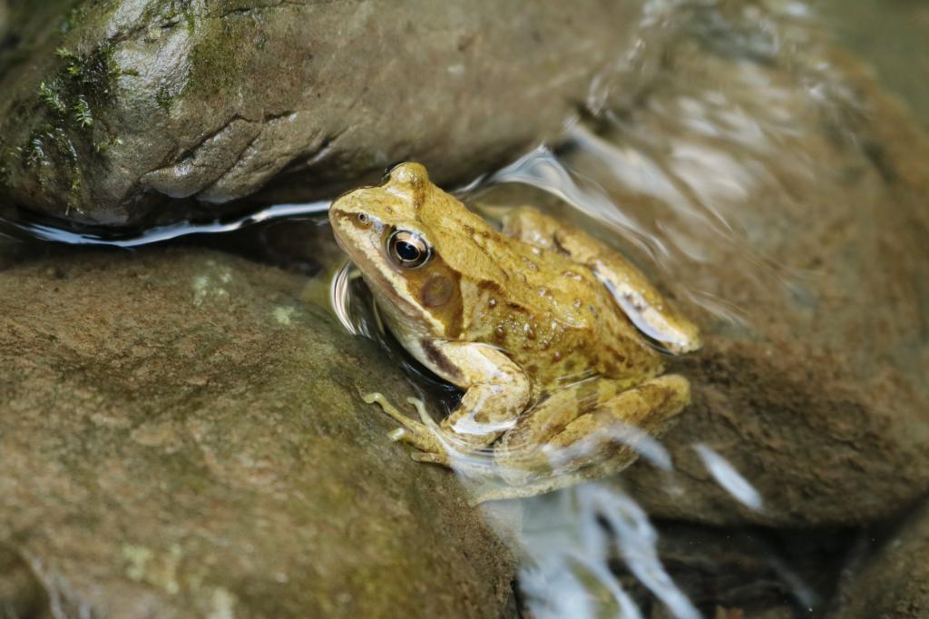 Лягушки, живущие возле водопадов, машут лапами, чтобы привлечь самок, когда шум потока заглушает их привлекающие крики