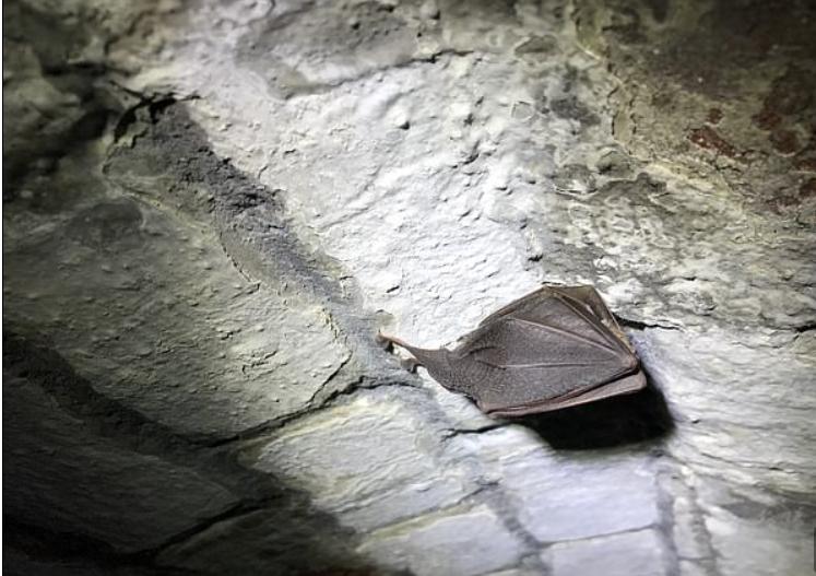 Редкая большая подковоносая летучая мышь, находящаяся под угрозой исчезновения, впервые за 100 лет замечена в Дуврском замке графства Кент