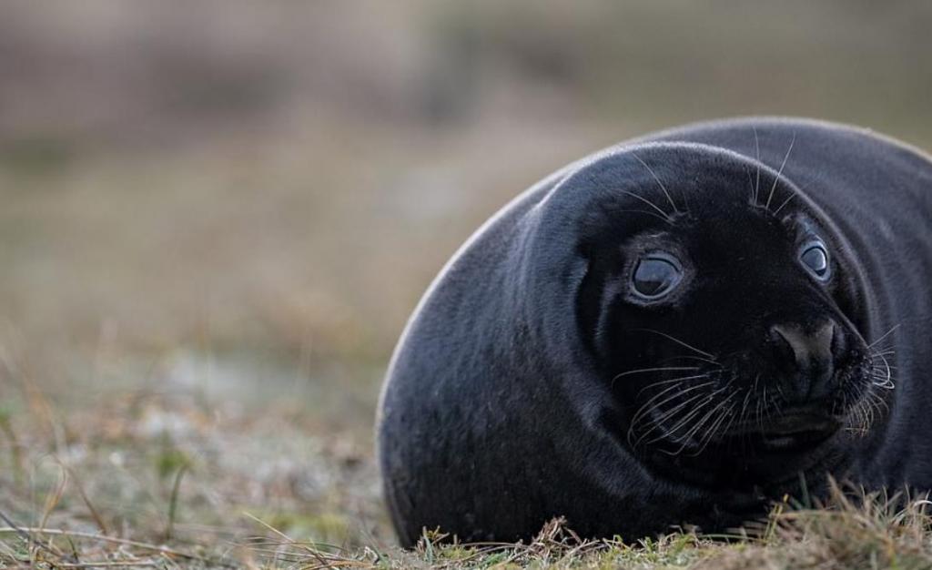 Редкие черные детеныши тюленей замечены в природном заповеднике "Блейкни Пойнт" в Норфолке