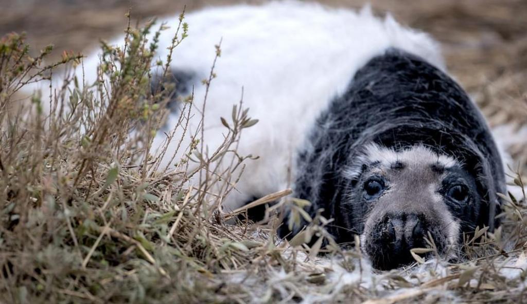 Редкие черные детеныши тюленей замечены в природном заповеднике "Блейкни Пойнт" в Норфолке