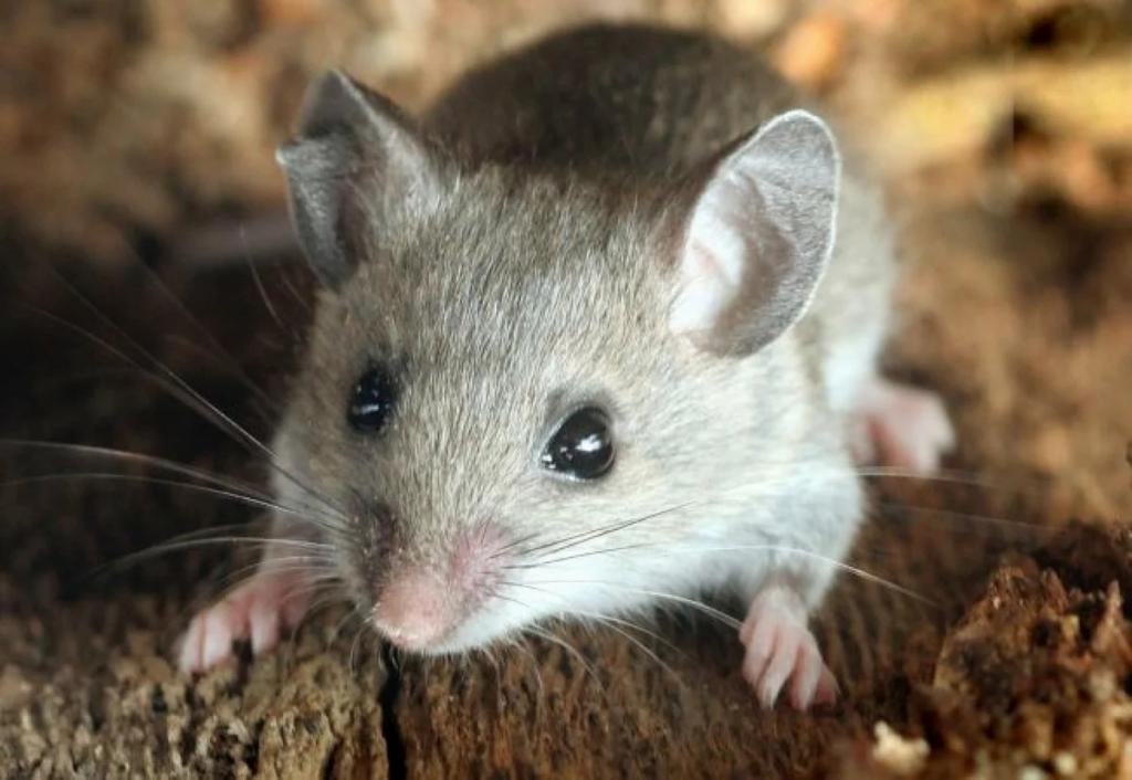 Ученые за 2 недели "поставили на ноги" мышь с параличом задних конечностей
